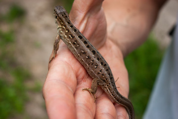 A little brown lizard in his hand.