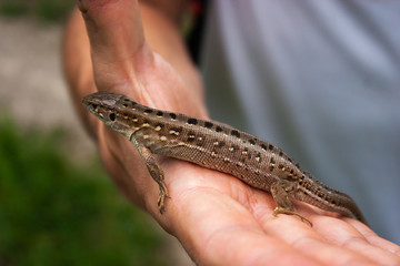 A little brown lizard in his hand.