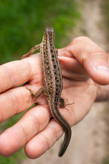 A little brown lizard in his hand.