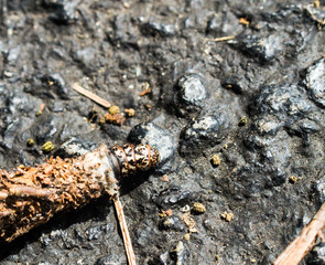 Worm type bug on the ground