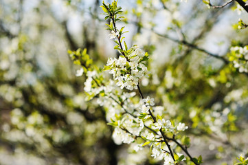 Beautiful white apple blossom with bee Soft focus