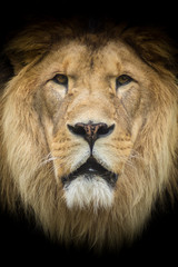 Lion King of the Jungle