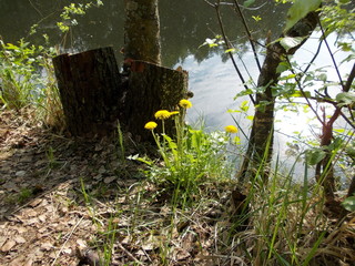 Одуванчики