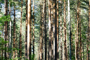 Obraz premium Tree trunks in a coniferous forest.