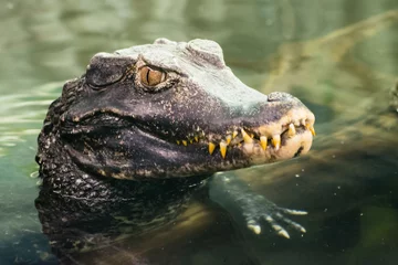 Fotobehang Caiman crocodilus (Crocodilia) © Daniela