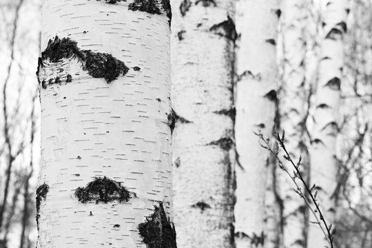 black-and-white photo with white birches with birch bark in birch grove