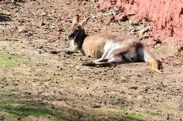 Macropus rufus is resting in the sun. © Rajtar photography