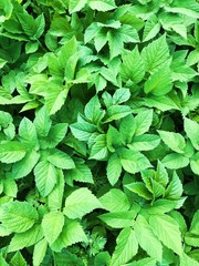 Beautiful green fern in summer in the forest