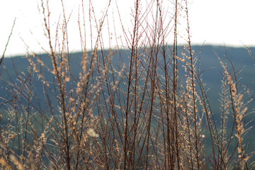 Obraz premium Wheat on a mountain