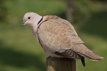 Turtledove in Parc de la Ciutadella in Barcelona
