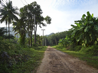 Fototapeta na wymiar forest road in South-East Asia
