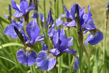 blaue Iris