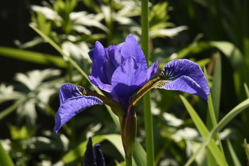 blaue Iris