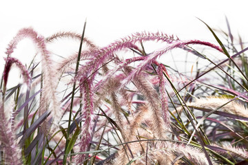 Grass poaceae to creative texture and pattern for design and decoration isolate on background.Copy space.(Soft focus)