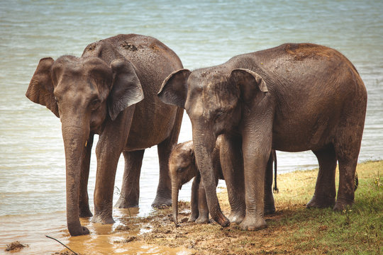 The spectacular image of the Asian elephant family that is drinking water from the river next to the Pinnawala village, Sri Lanka. The territory of the Pinnawala Elephant Orphanage.