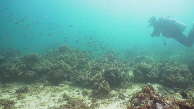 Scuba diver explores underwater coral reef and watching the fish.Scuba diver underwater in a tropical sea.Tropical fish on a coral reef. Diving and snorkeling in the tropical sea. Philippines, Mindoro