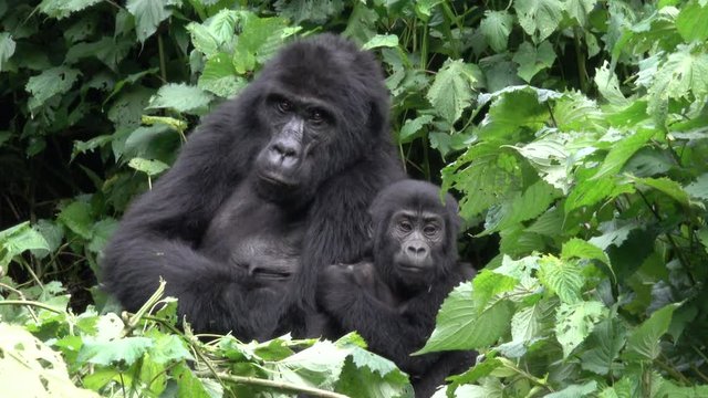Mountain Gorilla, cute little boy with his mother. Bwindi National Park, Uganda