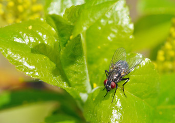 The fly sits on a green sheet.