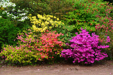 Fototapeta na wymiar Beautiful blooming Azalea (Rhododendron) and trees in botanical garden, Monchengladbach