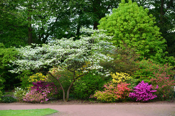 Beautiful blooming Azalea (Rhododendron) and trees in botanical garden, Monchengladbach