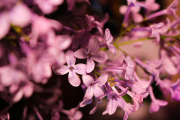 Beautiful lilac
