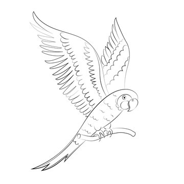 Sketch parrot for children's coloring.