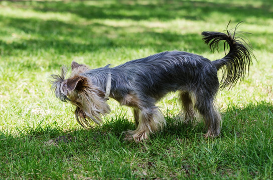 Yorkshire Terrier on a green lawn in a city park. The picture was taken in Russia, in the city of Orenburg