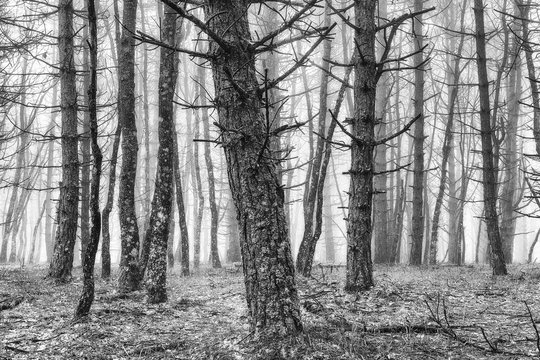 Fototapeta scary forest with creepy trees