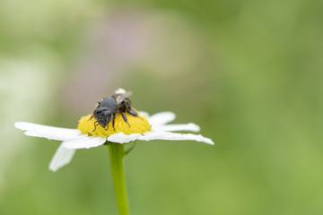 Insekt auf Margeritenblüte im Morgentau