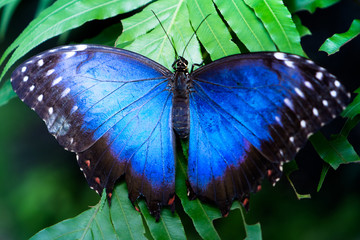 Blue butterfly, botanic garden in Prague, Czech Republic 