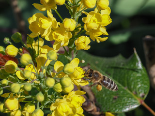 Bee gathers honey - Kranjska čebela -Slovenija