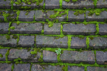 Background of stone wall with green moss