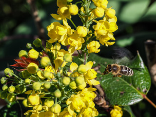 Bee gathers honey - Kranjska čebela -Slovenija