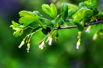 The branch of gooseberry.