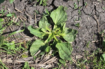 Green plantain on a dirt road