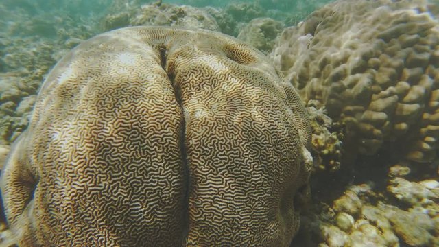 Lesser Valley Coral, Platygyra Sinensis, A Brain Maze Coral Species, On A Coral Reef In The Maldives.