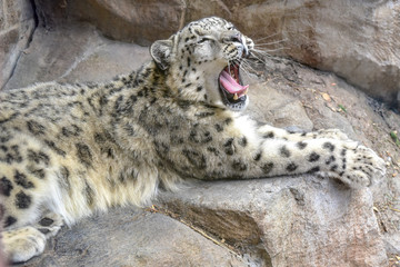 Naklejka premium Big Cat Leopard Napping and Yawning