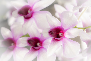 Floral background -  Orchid 