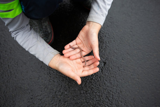 Hands of child playing with a worm