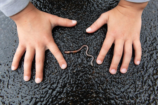 Hands of child playing with a worm