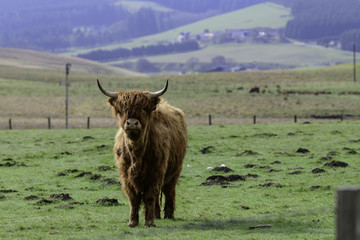 Highland Cow/Scottish Cow