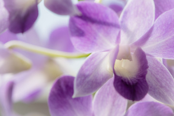 Floral background -  Orchid 