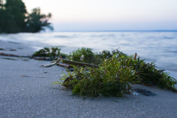 Algae on the shore of a close-up. The beginning of the sunset on the Dnieper River