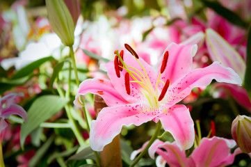 lilly pink flowers in the nature garden romance nature flowers blooming in the garden