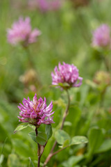 Rotklee oder Wiesenklee - Trifolium pratense