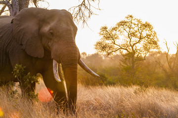 Obraz premium African bush elephant in Kruger National park, South Africa