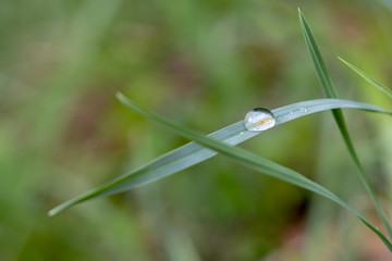 Tautropfen auf Grashalm