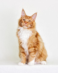 cat maine coon on white background