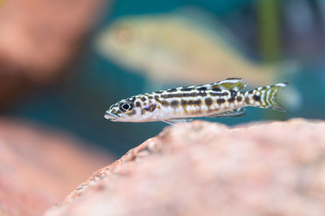 Julidochromis transcriptus - Masked julie