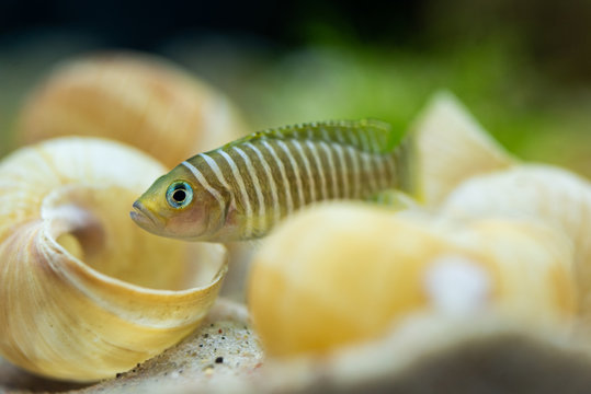 LAMPROLOGUS SIMILIS - fish 